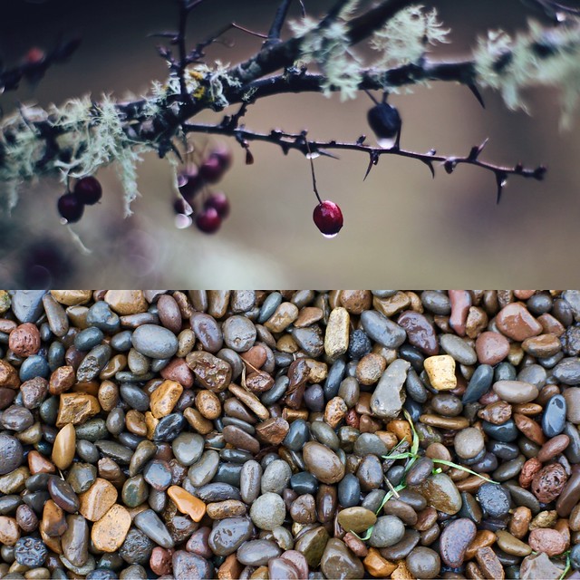 two images of winter nature, a thorny branch and wet rocks