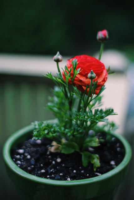 red flower in a green pot