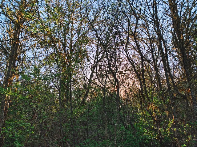 Tangled group of trees with sun setting behind