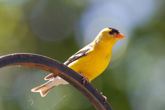 A yellow finch perched on a metal bird feeder