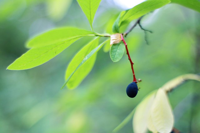 An osoberry with a red stem hanging from a branch