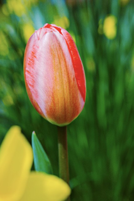 a pink tulip