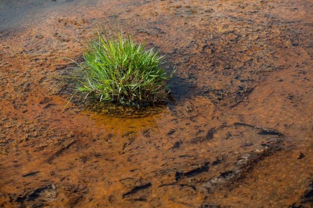 life among bacteria