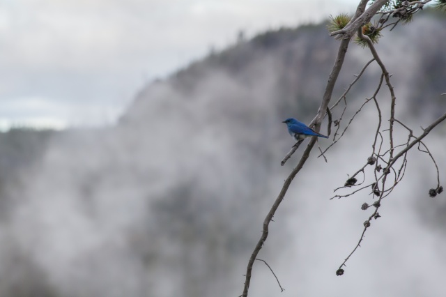 mountain bluebird