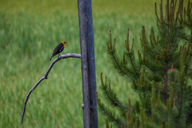 yellow headed blackbird