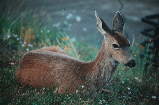 photo of a deer laying down in the grass