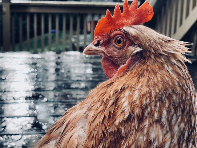 Chicken looking back and brooding