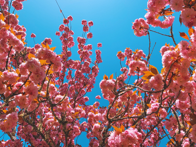 ornamental plum tree branches with many blooms