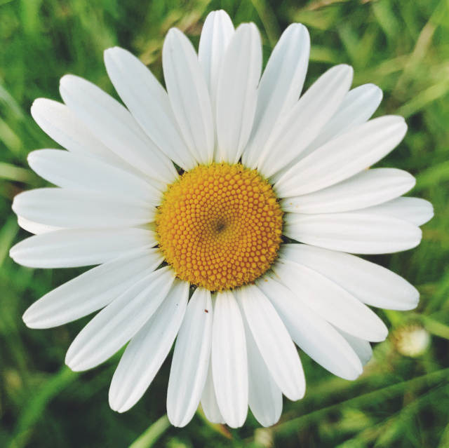 white flower with yellow, intricate center