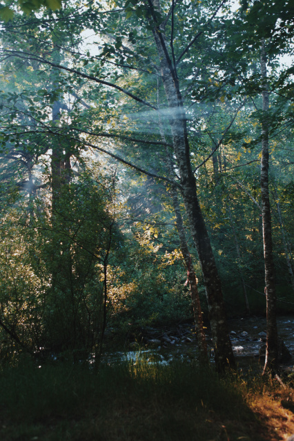 sun rays filtered through trees