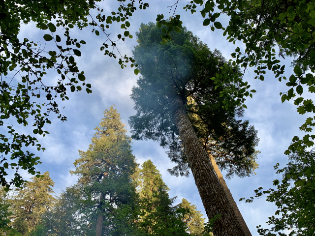 Two very tall trees bordered with vegetation