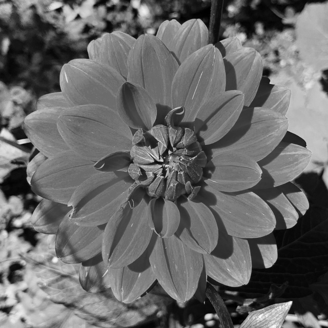 Black and white closeup of a flower