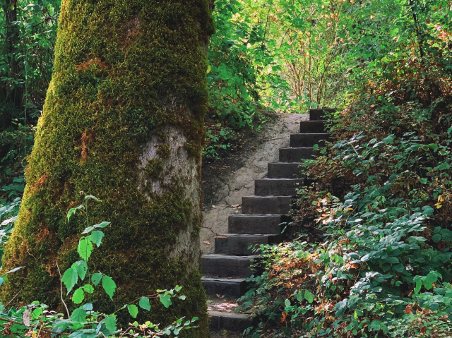 Large mossy tree in the foreground, stairs built into a hill in the background