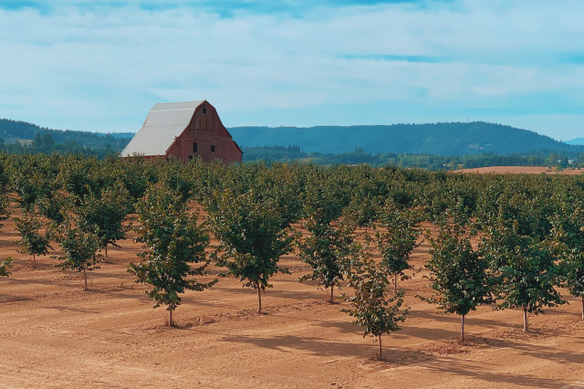 Hazelnut orchard in front of a red barn