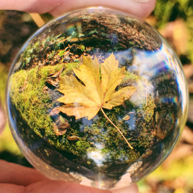 Yellow leaf on mossy log through a glass sphere