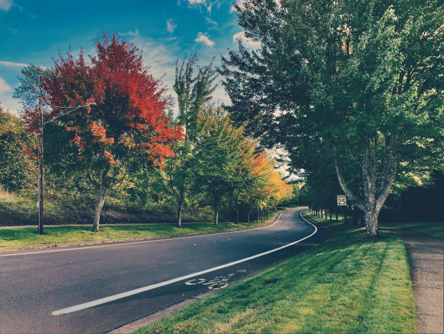 Trees with fall colors along a curved street