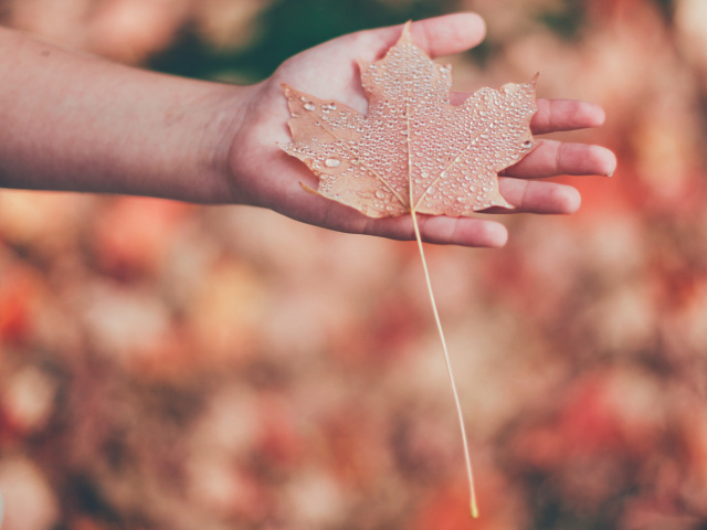 A hand holding a fallen leaf with a long stem