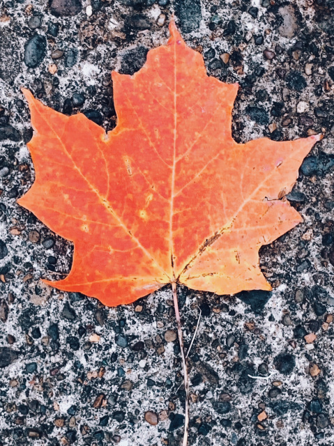 An orange and red leaf on cement