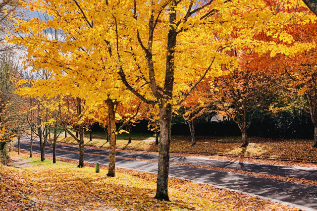 a street lined with yellow and red trees