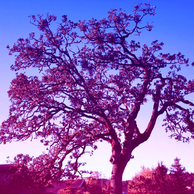 an old oak tree with unusual colors