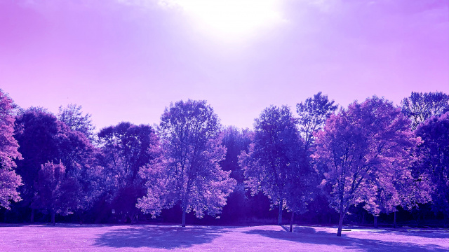 a row of trees with the sun overhead; hue-shifted colors