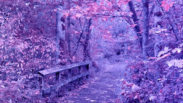 a path through trees with hue-shifted colors