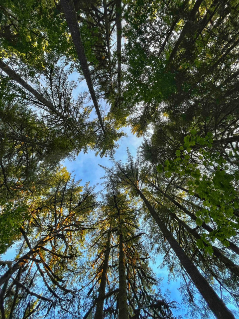 Looking up at tall trees