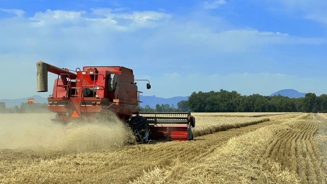 A red combine harvester working in a field in front of blue sky